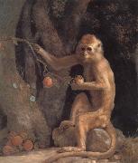 George Stubbs Monkey Sweden oil painting artist